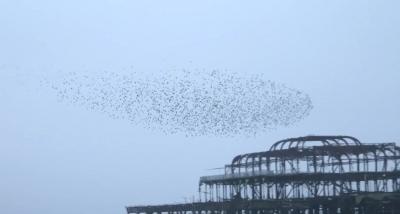 Starling Flock -- Brighton Pier, England