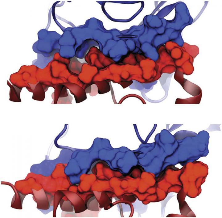 Proteins: Cohesin and Dockerin