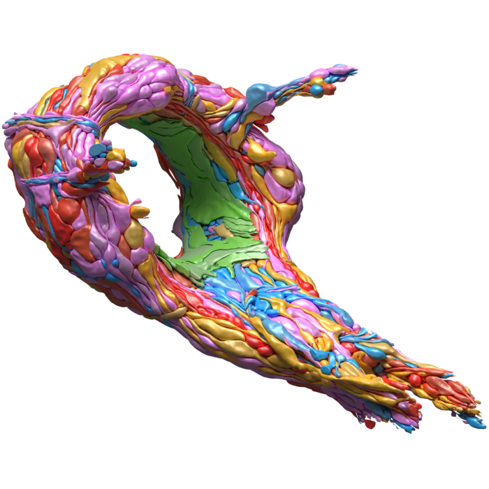 Full 3d connectomics