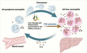 IL-8+ neutrophils induce a vicious cycle that drives unstoppable inflammation in AH.