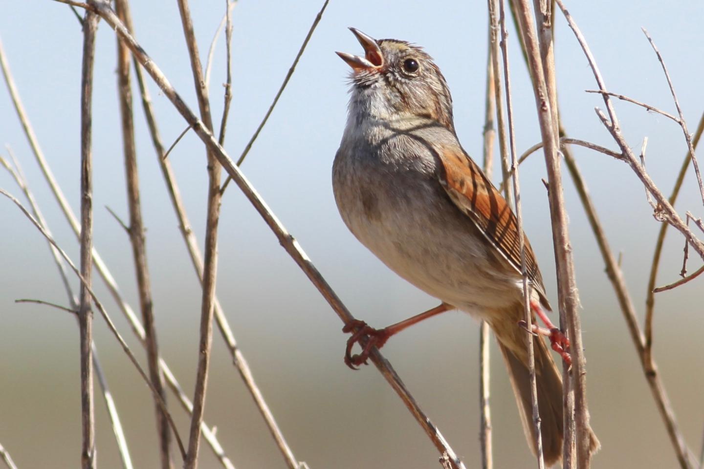Singing Swamp Sparrow
