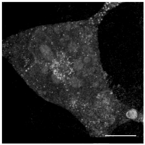 Human cells help researchers understand squid camouflage