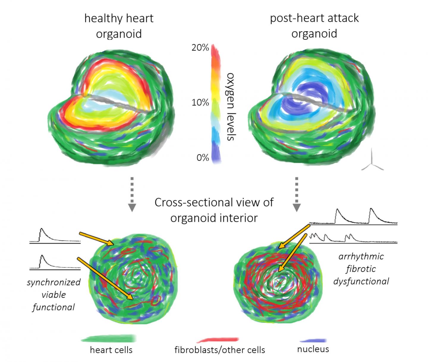 Cardiac Organoids