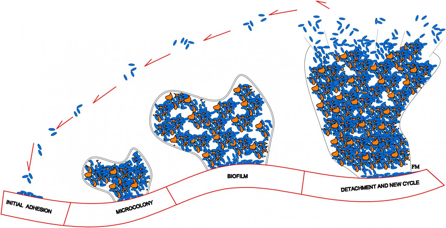 Biofilm Formation