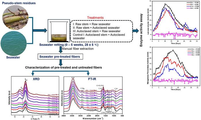 Seawater Retting: A Sustainable Method for Extracting Banana Fibers