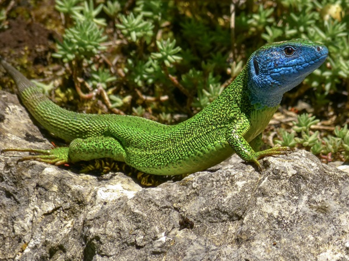 Green lizards