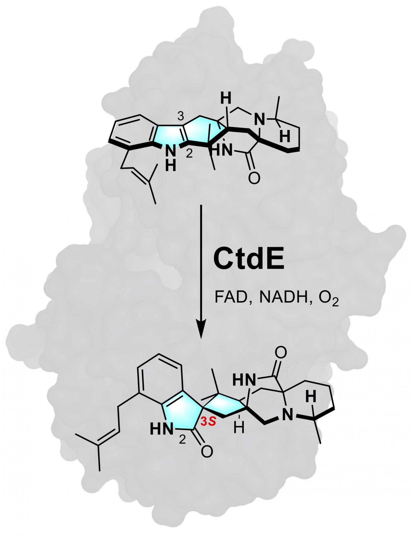 CtdE 1