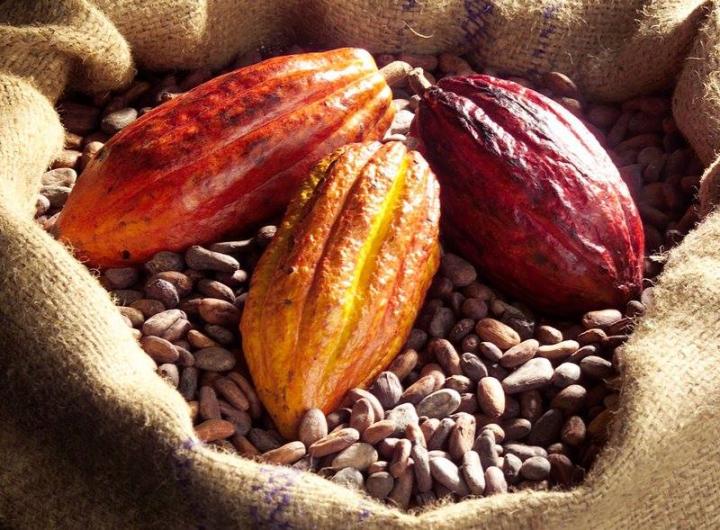 Cocoa Flavanols (1 of 2) [IMAGE] EurekAlert! Science News Releases