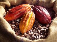 Cocoa Flavanols (1 of 2)