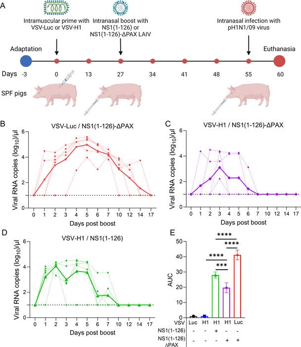 New two-step flu vaccine strategy shows promise in pig model