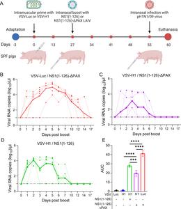 New two-step flu vaccine strategy shows promise in pig model