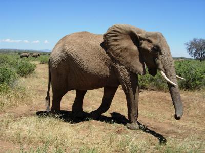 Elephant with Tail Hair Visible