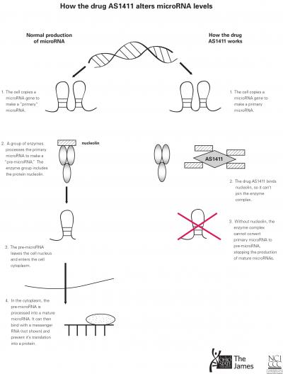 How the Anticancer Drug AS1411 Alters MicroRNA Levels