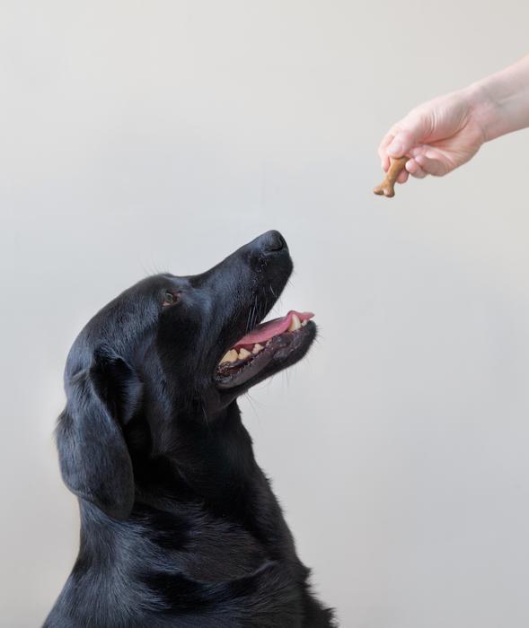 Black Labrador being offered food