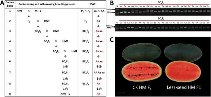 The breeding process of MAS for backcrossing to introduce translocation chromosome.