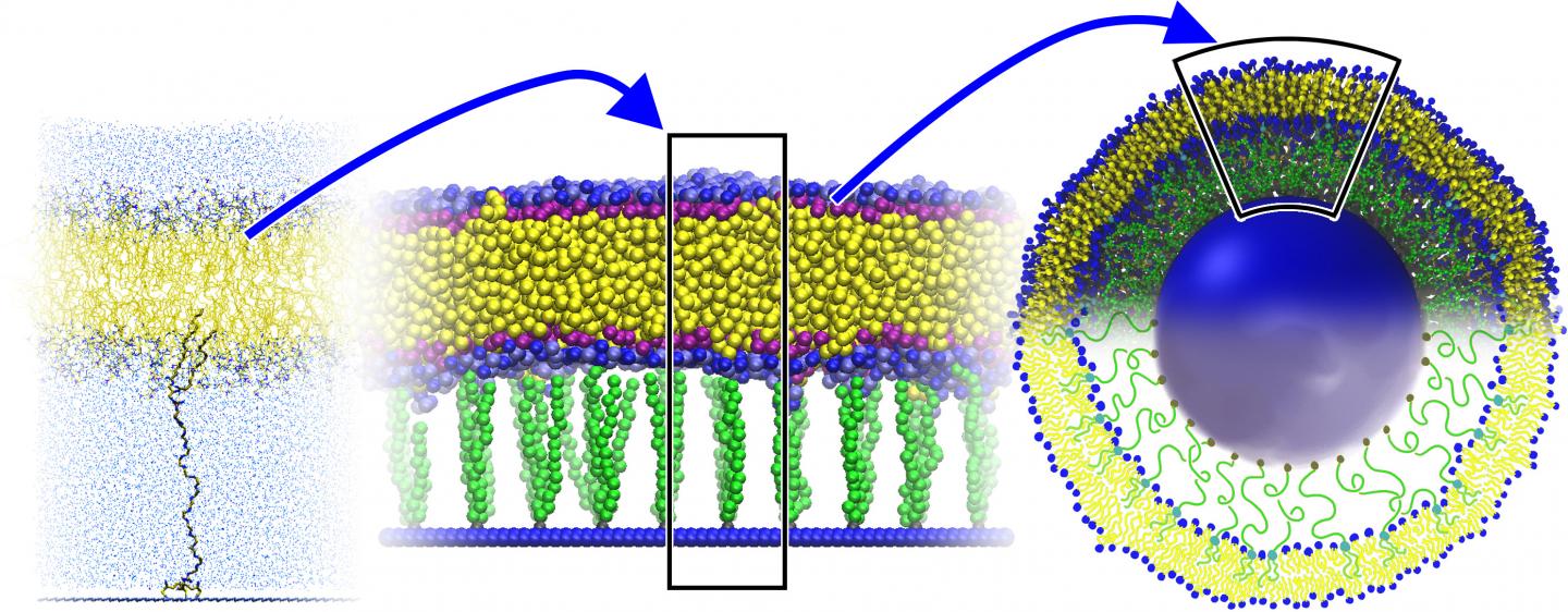 Researchers Design a Sturdier Liposome