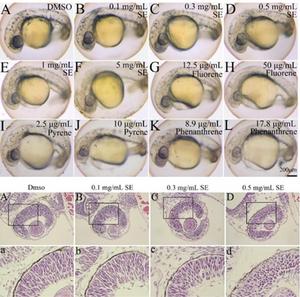 SE significantly reduced eye pigmentation