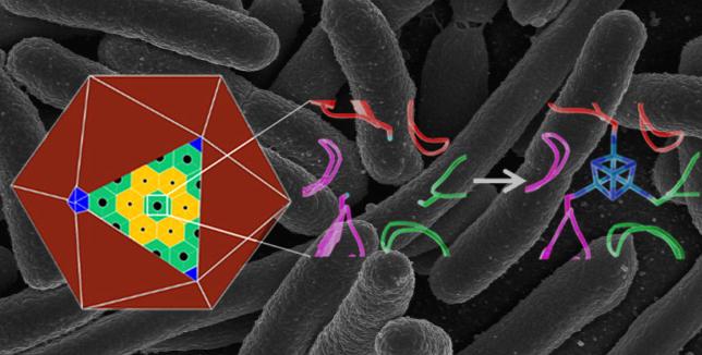 Adding a Metal Cluster to a Protein Nanostructure