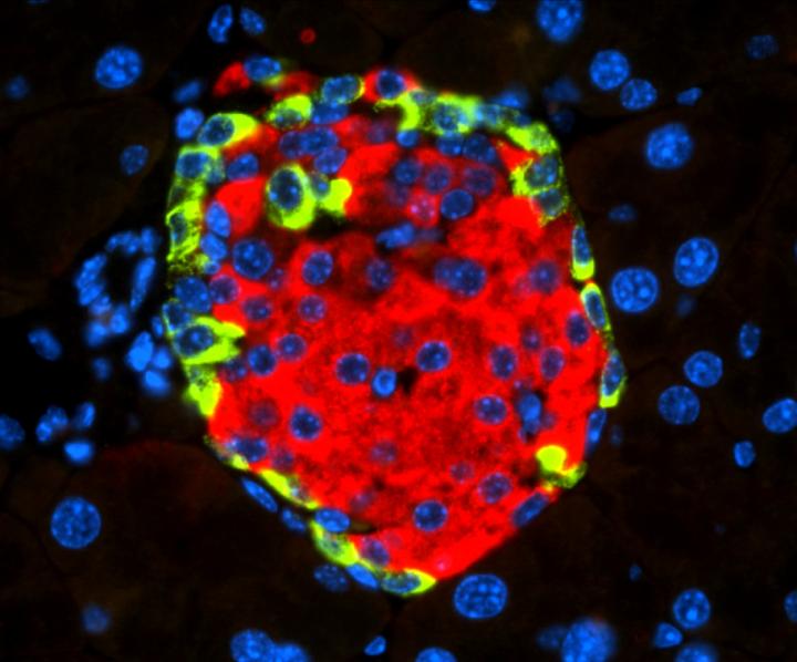 Islet insulin glucagon, CNIO