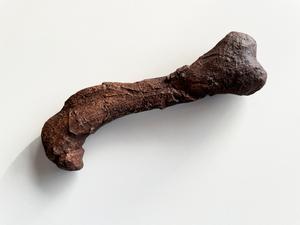 Left femur of the gorgonopsian