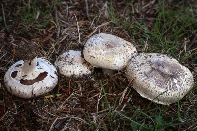 Button Mushrooms (<i>Agaricus bisporus</i>)