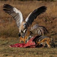 Vultures and Jackals are Expert Scavengers
