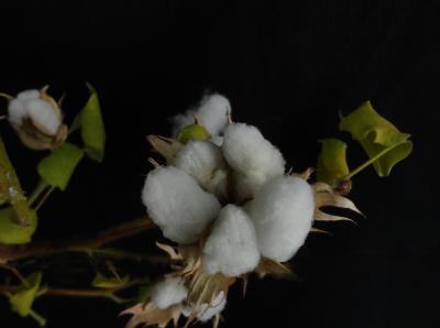 Cotton Plants