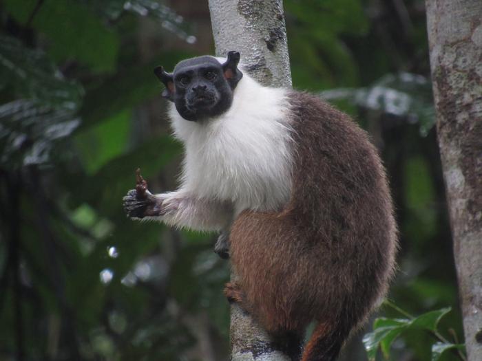 Pied tamarin5