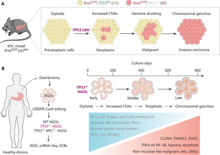 TP53 inactivation initiates ordered genomic evolution.