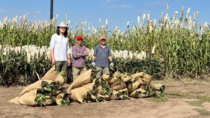 Harvesting sorghum biomass