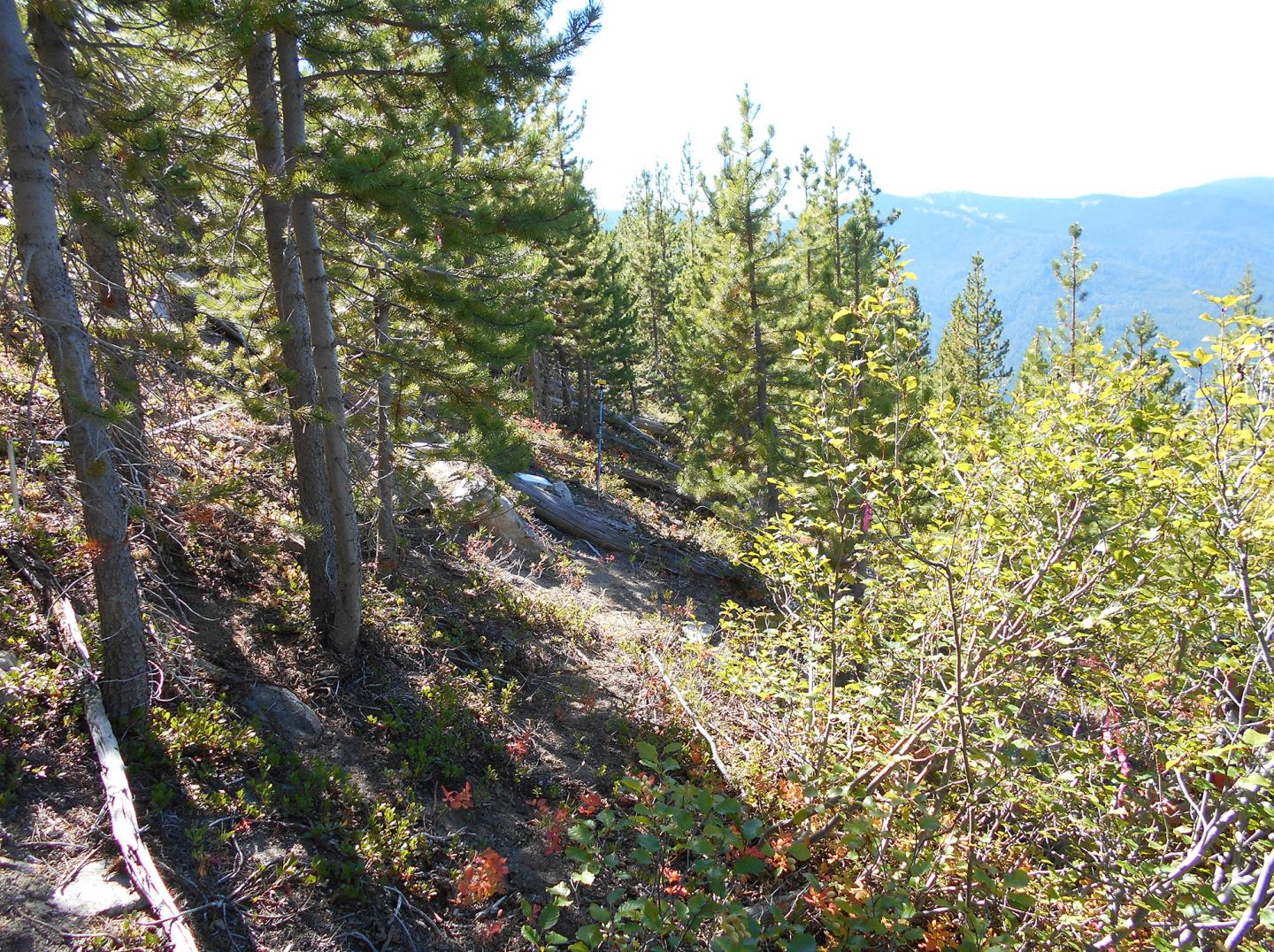 Entiat Experimental Forest (2 of 2)