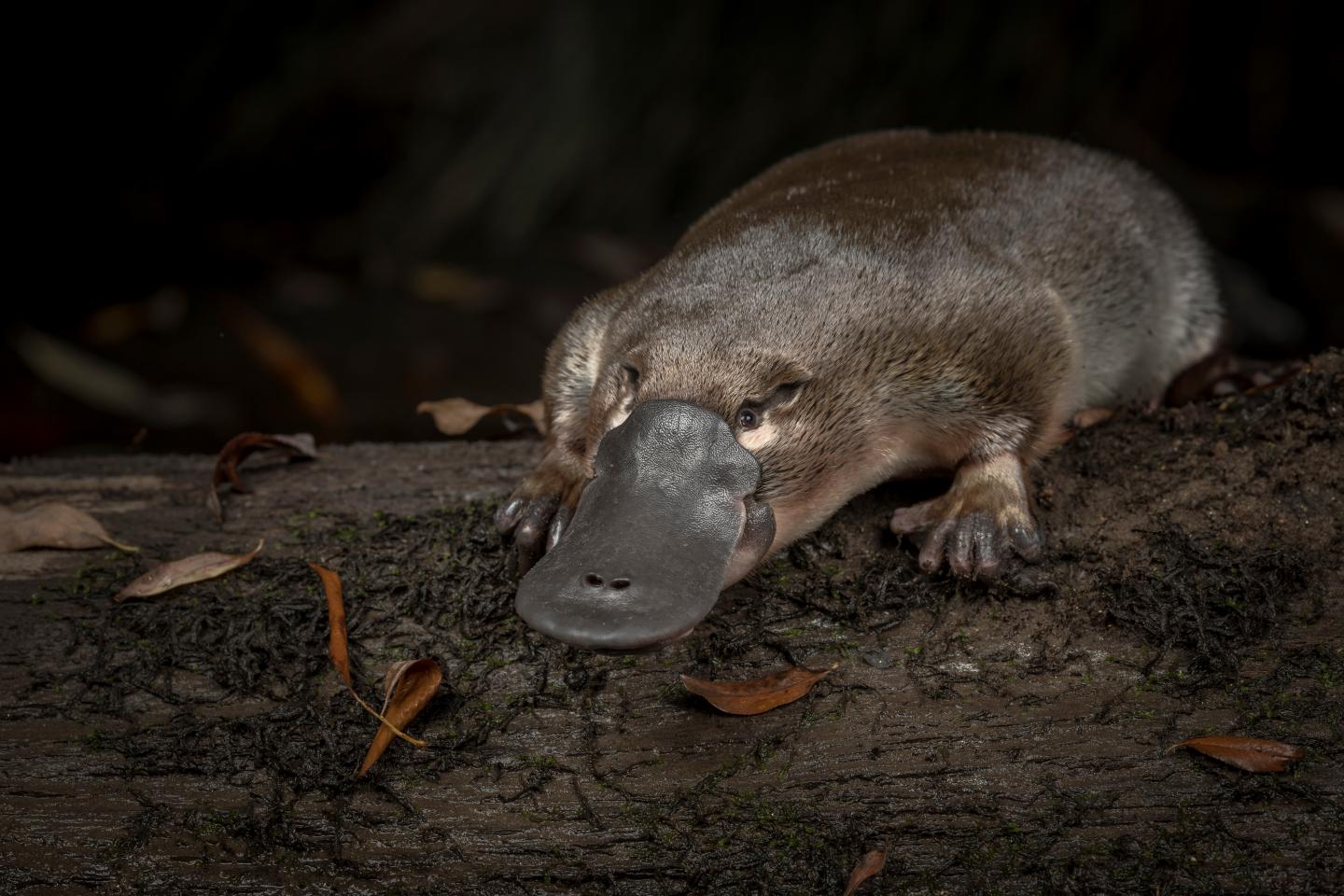 Unusual sex chromosomes of platypus, emu and | EurekAlert!