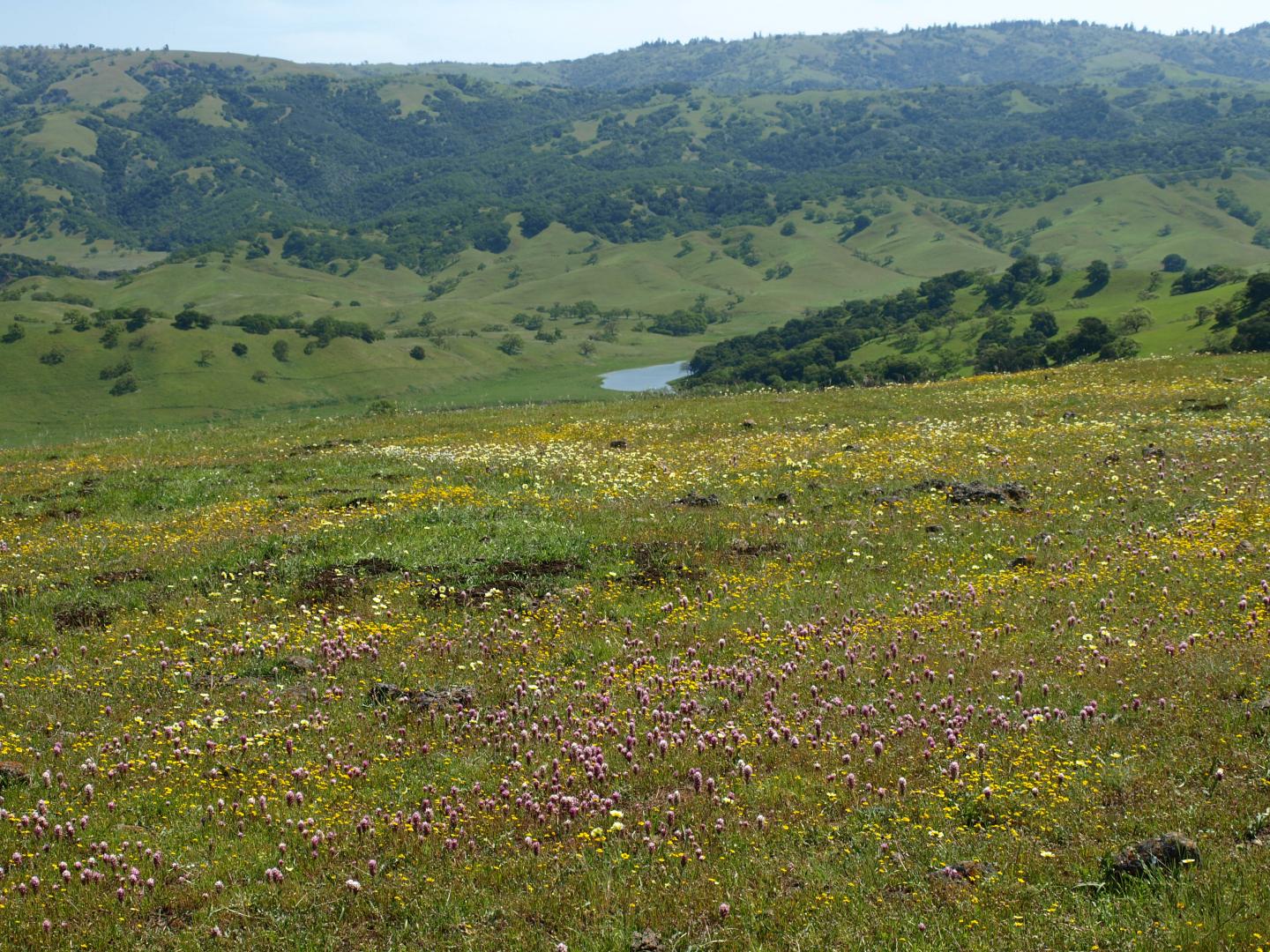 Mt. Hamilton Range, California [IMAGE] EurekAlert! Science News Releases
