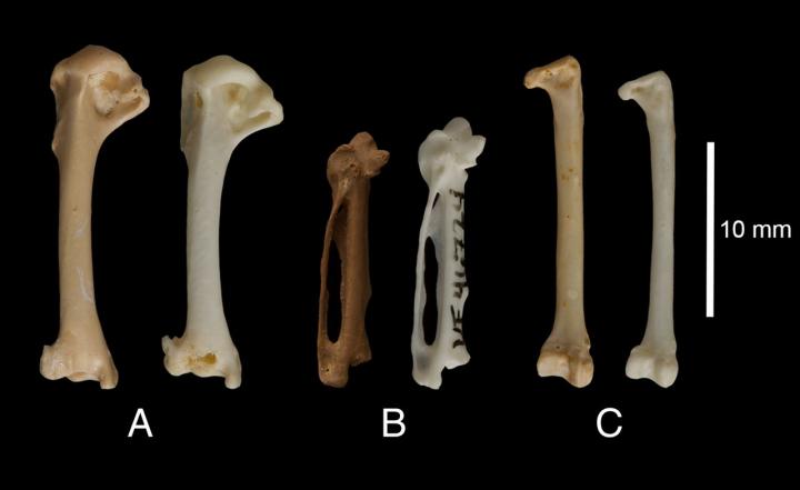 Fossil and Modern Bones