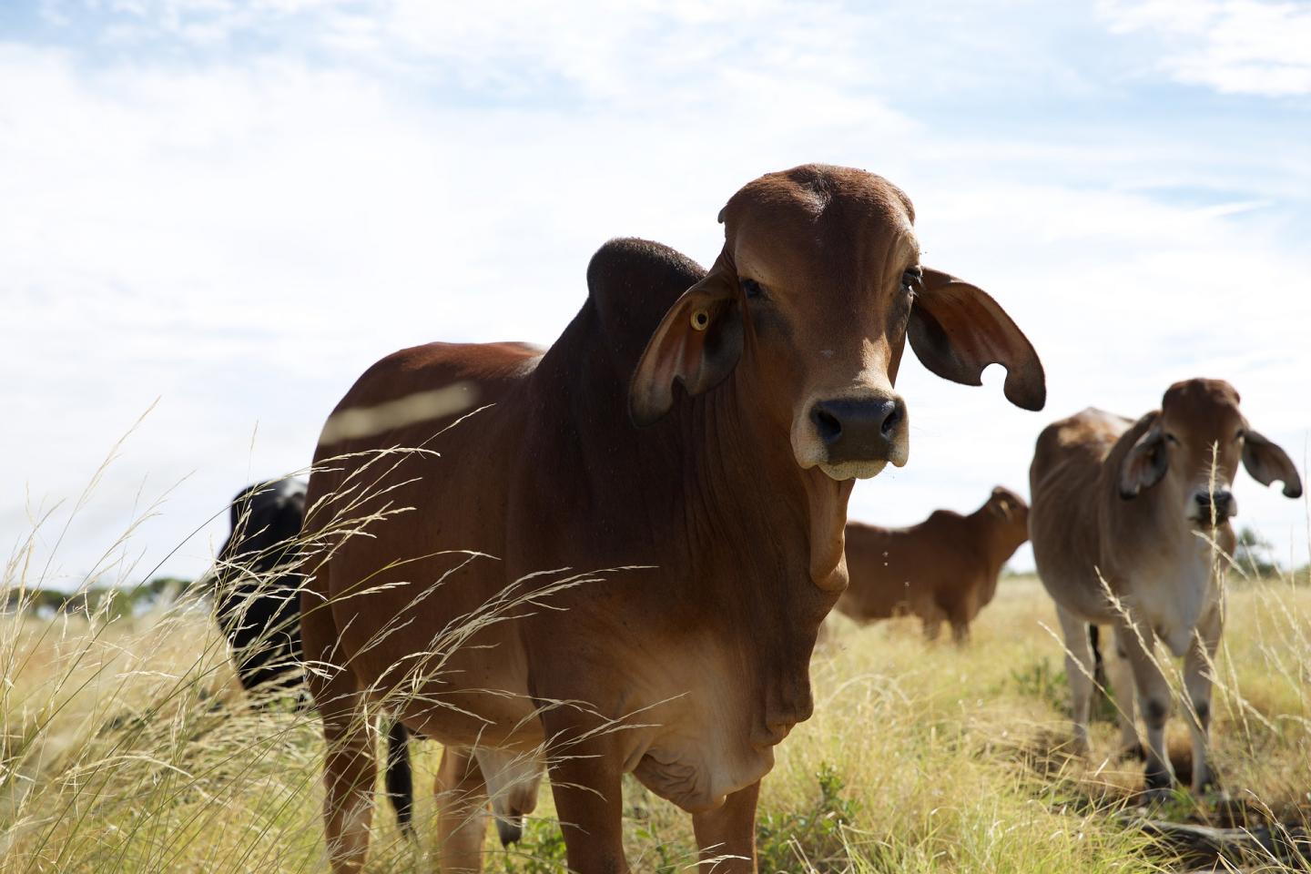 Image of Brahman Cattle