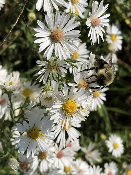 Dicamba drift: New use of an old herbicide disrupts pollinators