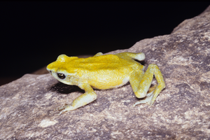 Chiriqui Harlequin Frog