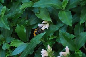 A bumblebee on Goodyera henryi on mainland Japan