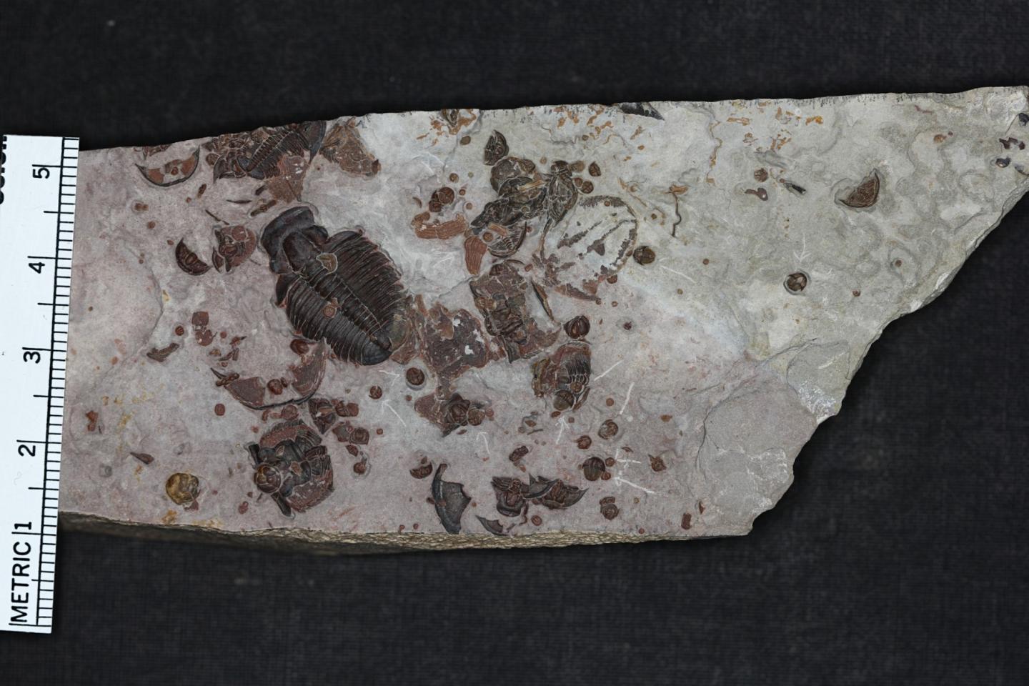 Fossil Slab