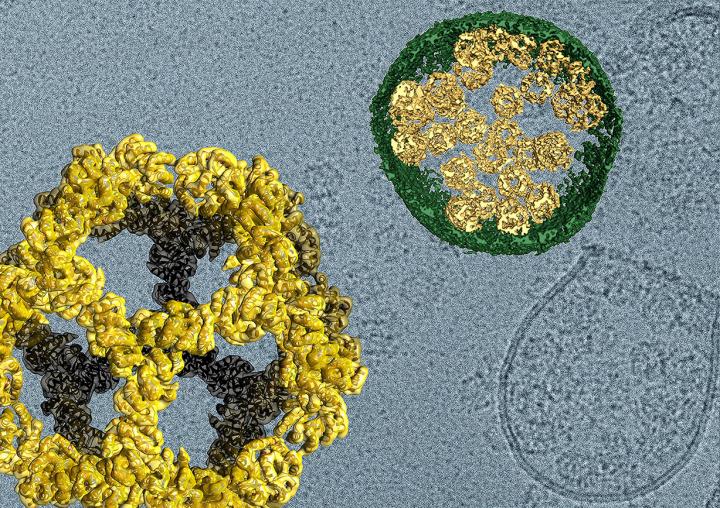 A Virus-Inspired System for Delivering Small Molecules