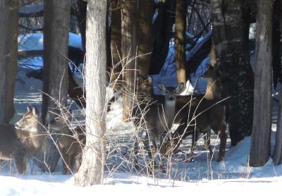 White-Tailed Deer in Winter