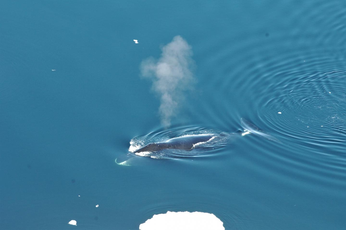 Bowhead Whale