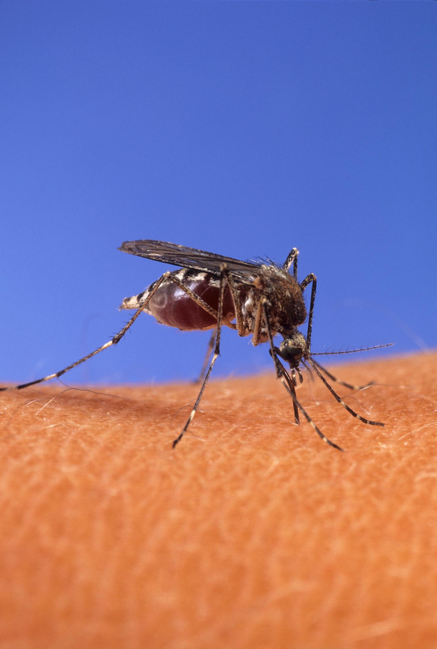 <i>Aedes aegypti</i>