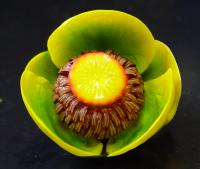 Yellow Water Lily (<i>Nuphar advena</i>)