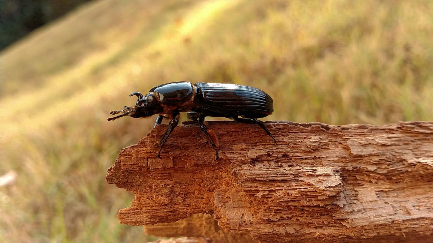 Parasites Dampen Beetle's Fight or Flight Response