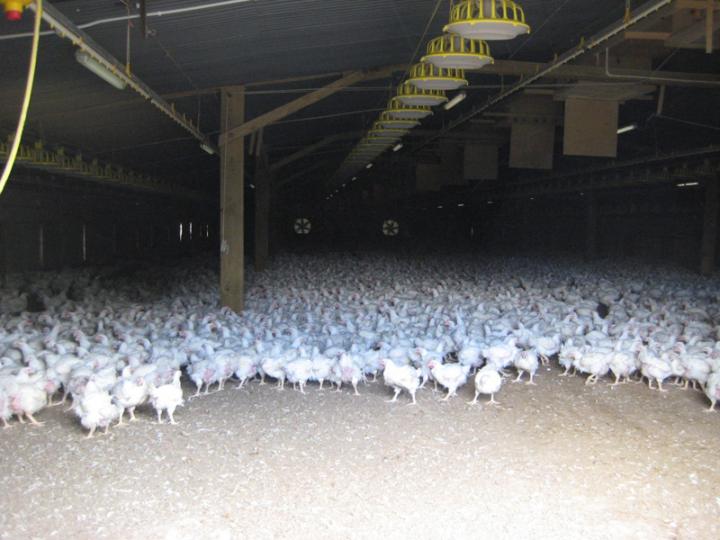Chicken Production