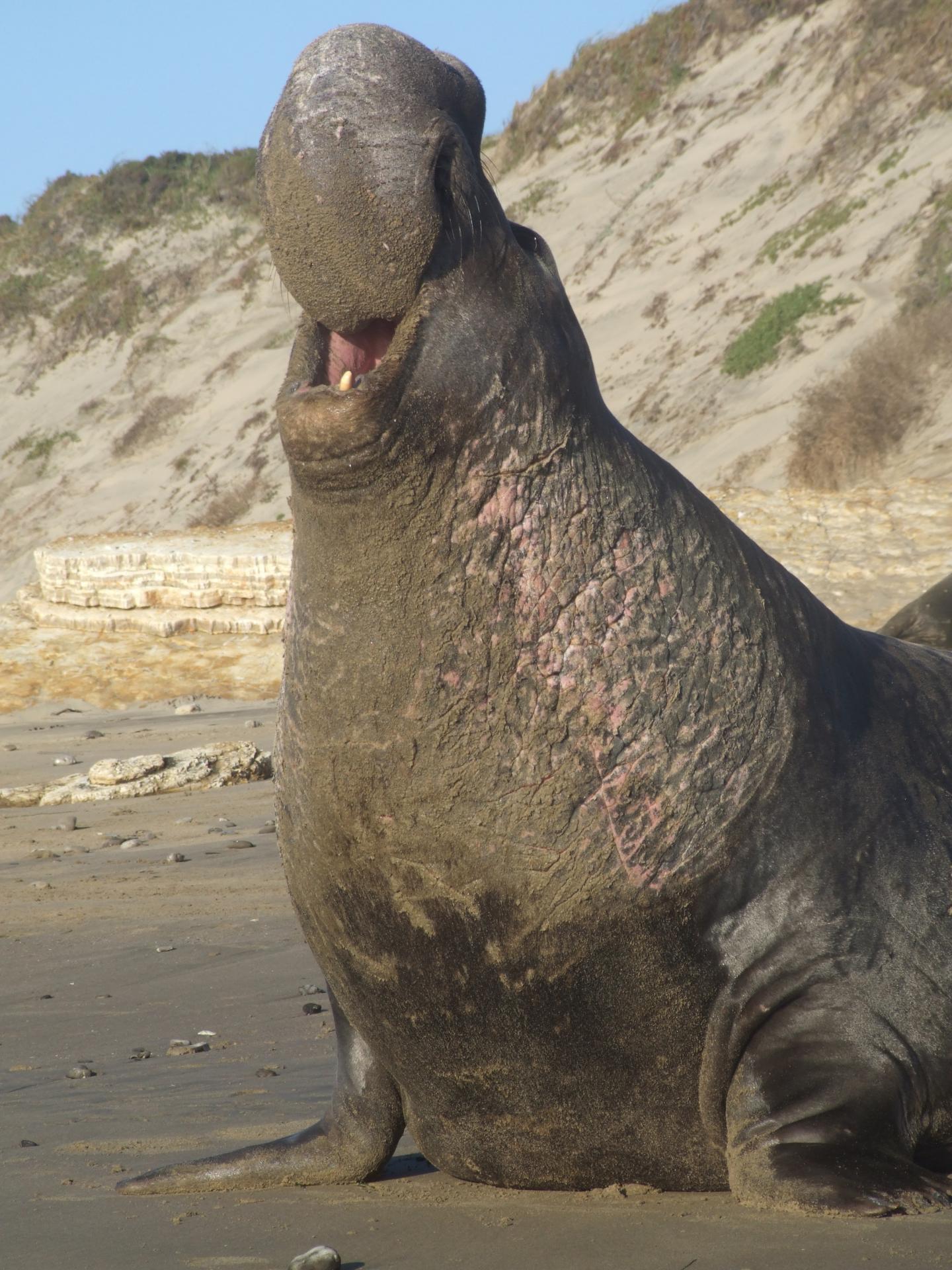 Elephant Seal [IMAGE] | EurekAlert! Science News Releases