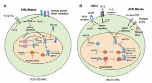 Gene regulatory network and signalling pathway rewiring: How blood cancer cells shift their shapes to evade drug treatment