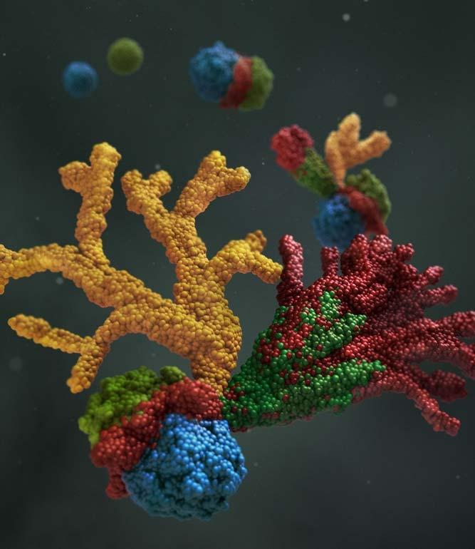 3D Cg of Multi-Organoid Model Grown from Human Stem Cells