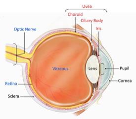 Eye Structure